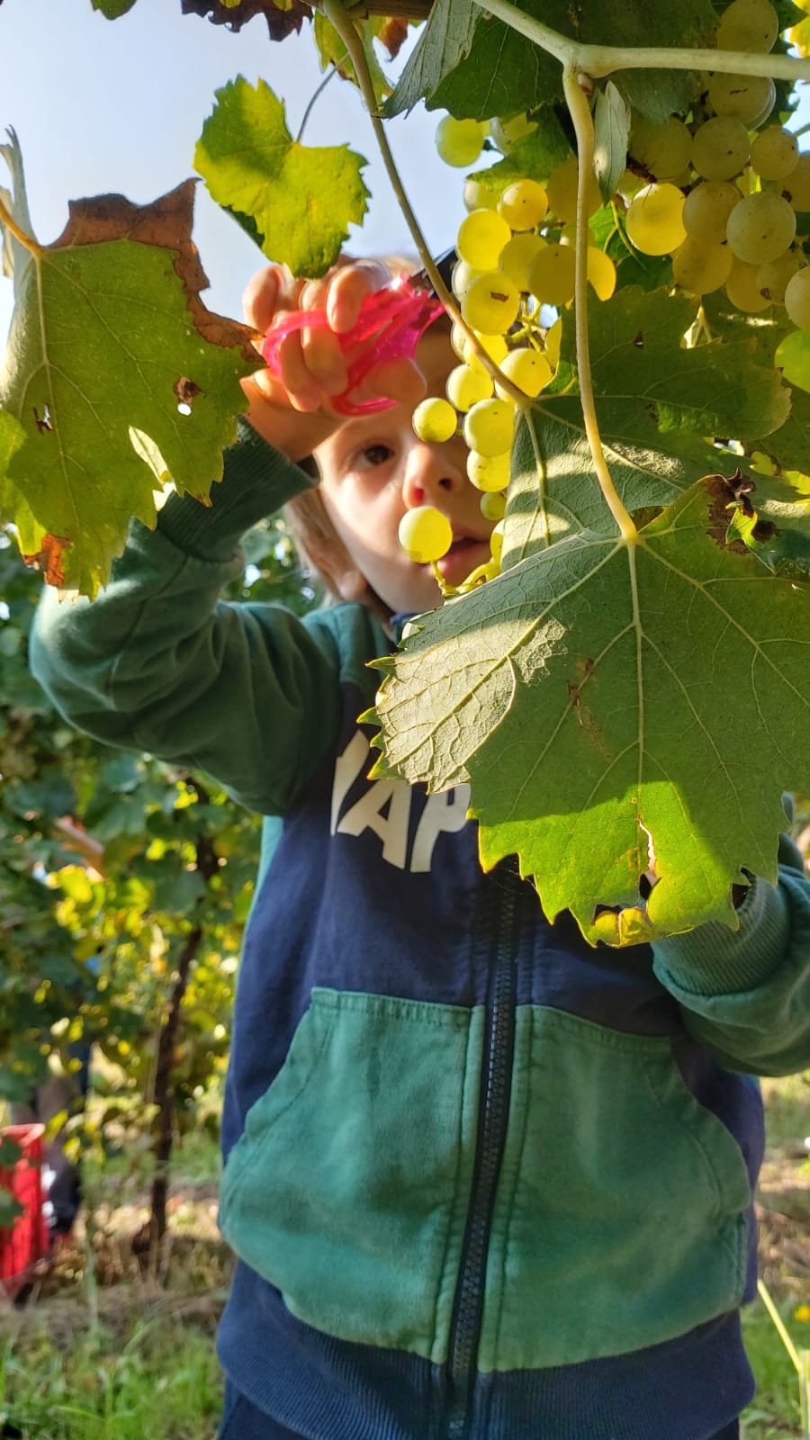 vendemmia fattoria didattica nevio scala