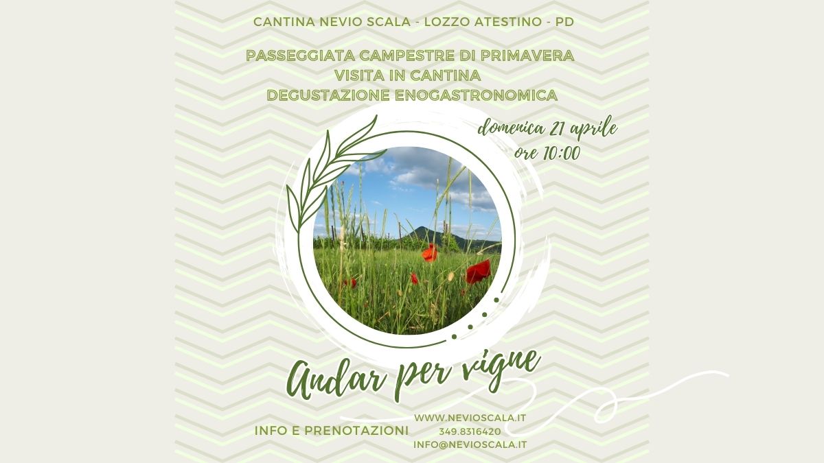 Andar per vigne in Cantina Nevio Scala